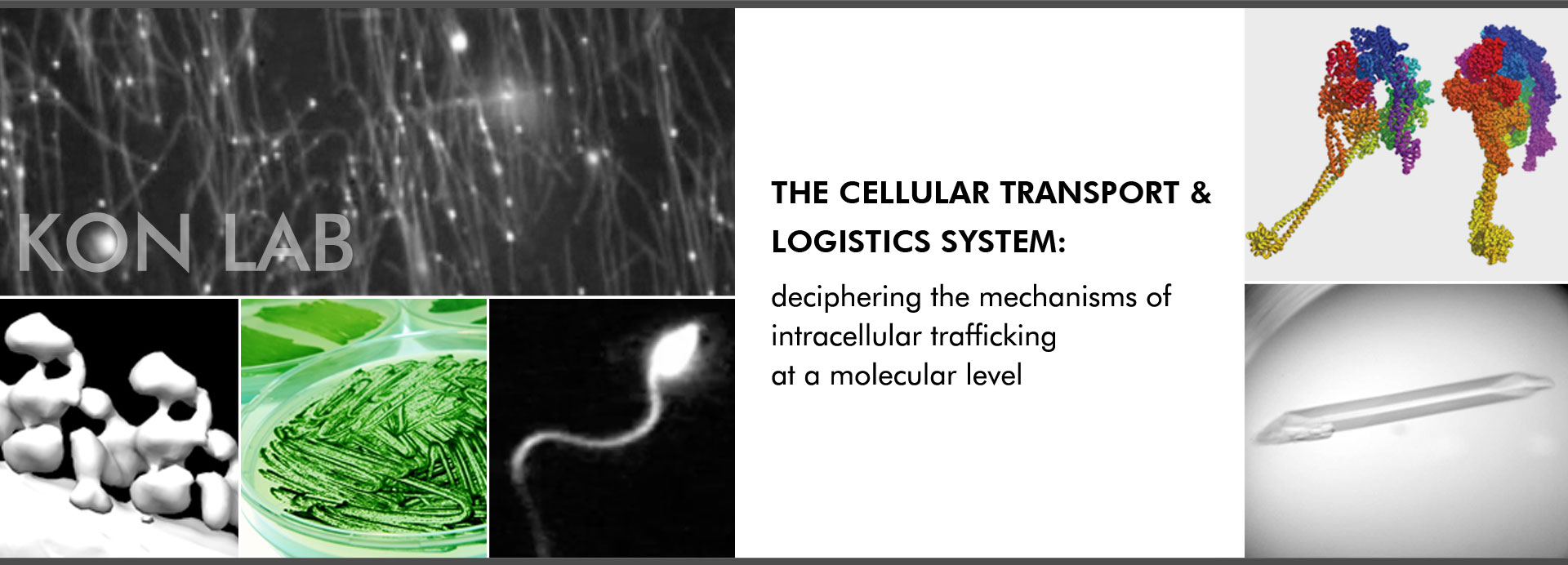 The cellular transport & logistics system: deciphering the mechanisms of intracellular trafficking at a molecular level