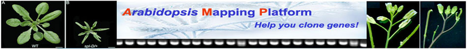 Arabidopsis Mapping Platform