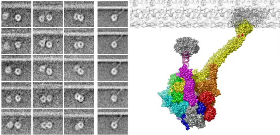 図2：微小管レール上をステッピングしているダイニン輸送複合体のクライオ電子顕微鏡像構造解析