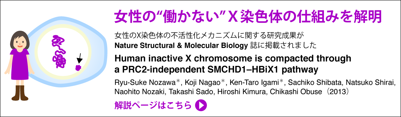 女性の“働かない”X染色体の仕組みを解明。女性のX染色体の不活性化メカニズムに関する研究成果がNature Structural & Molecular Biology誌に掲載されました。解説ページはこちらをクリック。