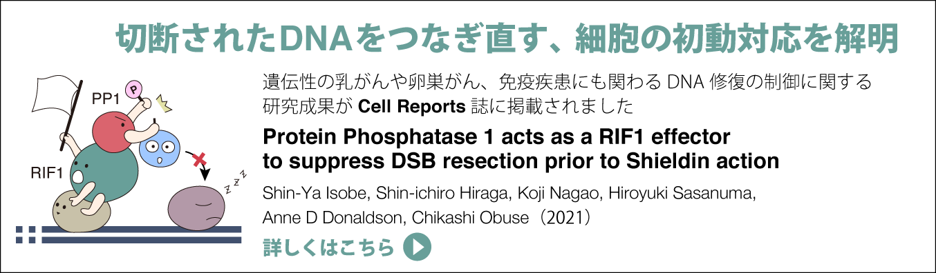 切断されたDNAをつなぎ直す、細胞の初動対応を解明。遺伝性の乳がんや卵巣がん、免疫疾患にも関わるDNA修復の制御に関する研究成果がCell Reports誌に掲載されました。詳しくはこちらをクリック。