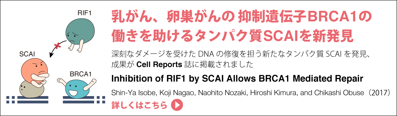 乳がん、卵巣がんの抑制遺伝子BRCA1の働きを助けるタンパク質SCAIを新発見。深刻なダメージを受けたDNAの修復を担う新たなタンパク質SCAIを発見、成果がCell Reports誌に掲載されました。詳しくはこちらをクリック。