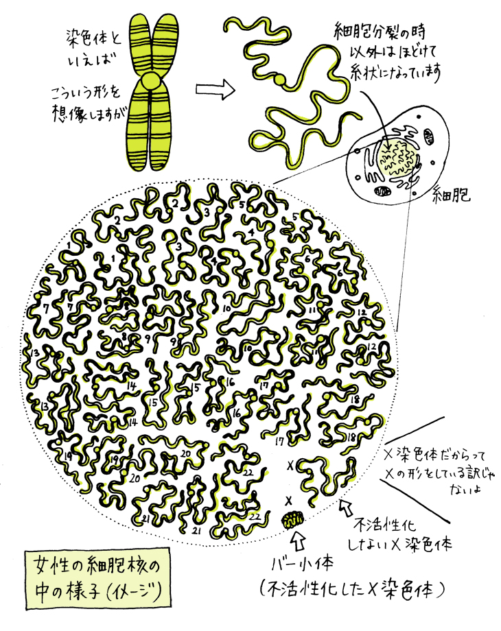 女性の細胞核の中の様子（イメージ）