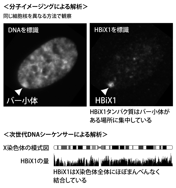 HBiX1タンパク質は不活性化X染色体に存在する