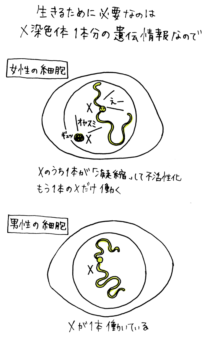 女性のX染色体の1本は不活性化する