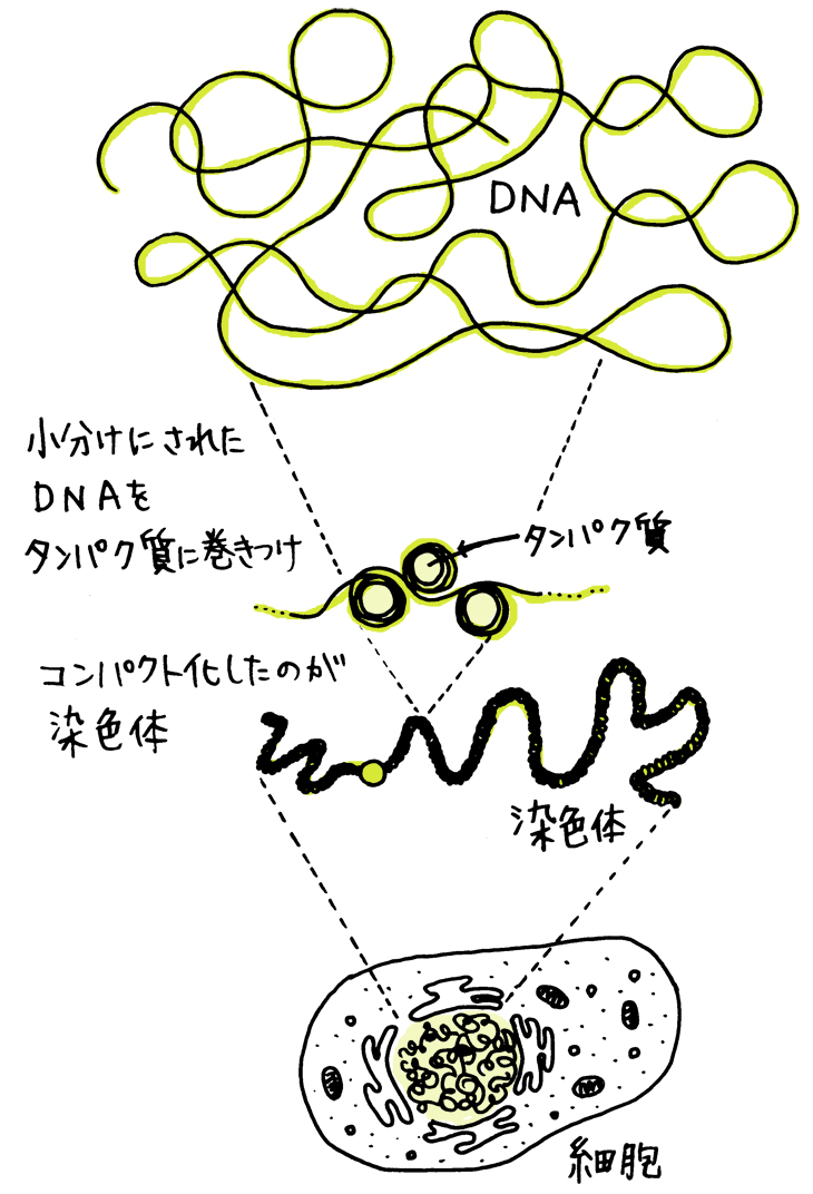 DNAがコンパクト化して染色体となる