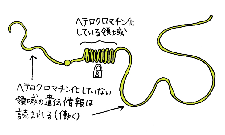 凝縮は遺伝情報をロックする仕組み