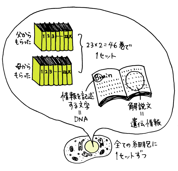 染色体を百科事典に例えると