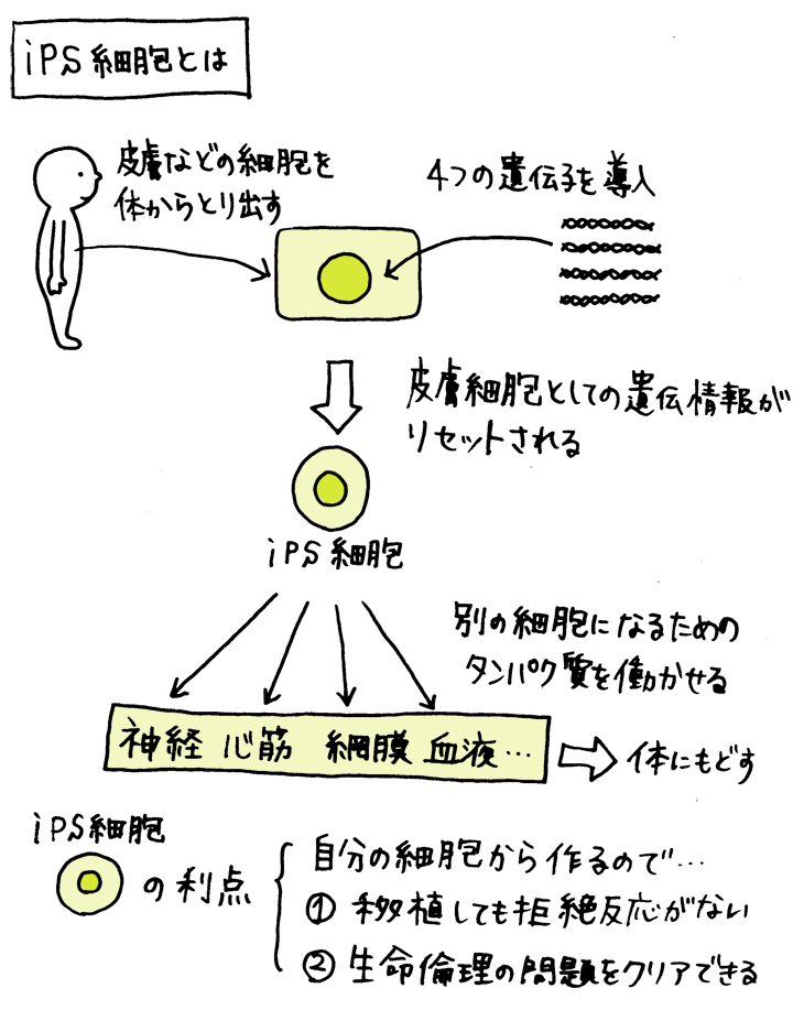 iPS細胞