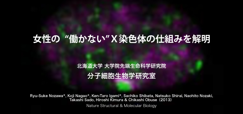 女性の“働かない”X染色体の仕組みを解明