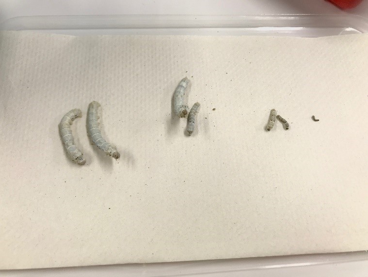 Insect