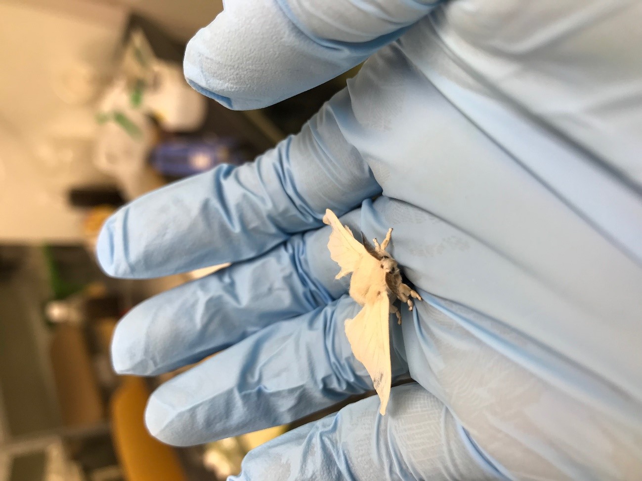 Insect